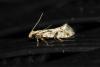 Nemapogon sp.